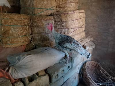 Paid color Turkey birds 2 females and 1 Male
