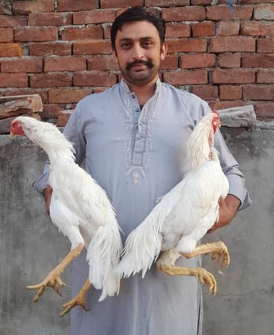 white shamo