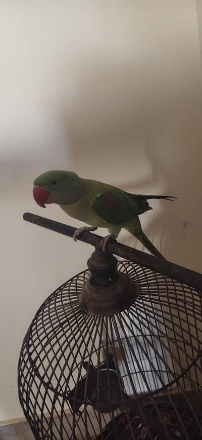 Raw / Kashmiri / Alexenderine Parrot