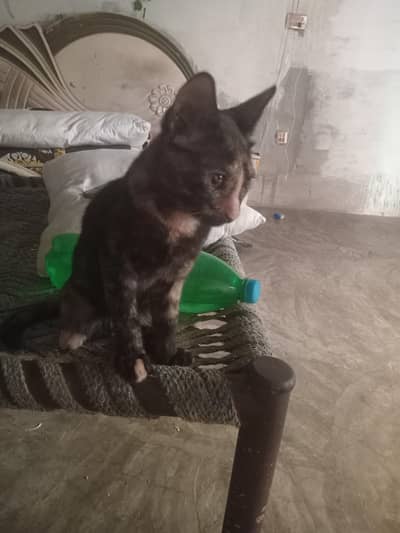 4 cats available Price (free)