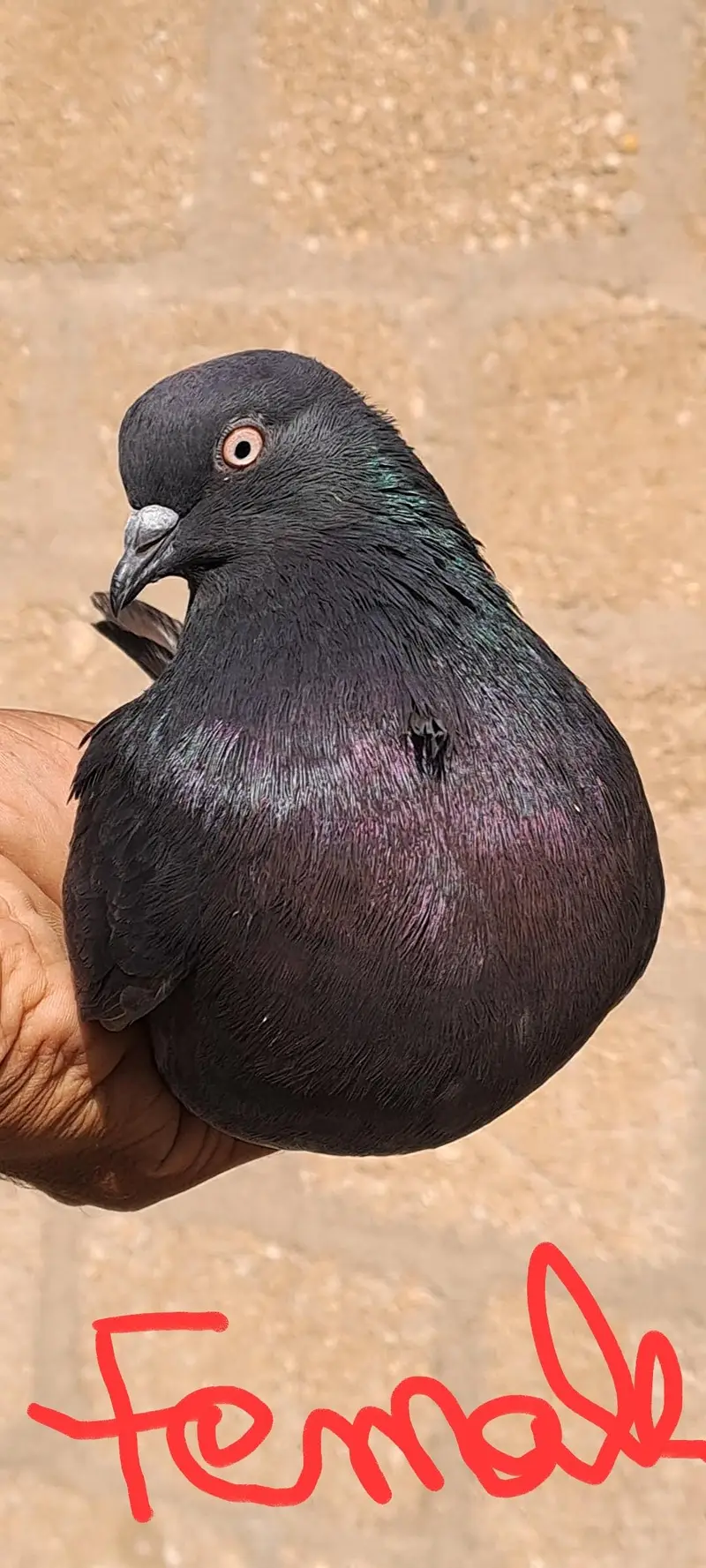 Wehshi  batera makko Indian zakh — photo 3