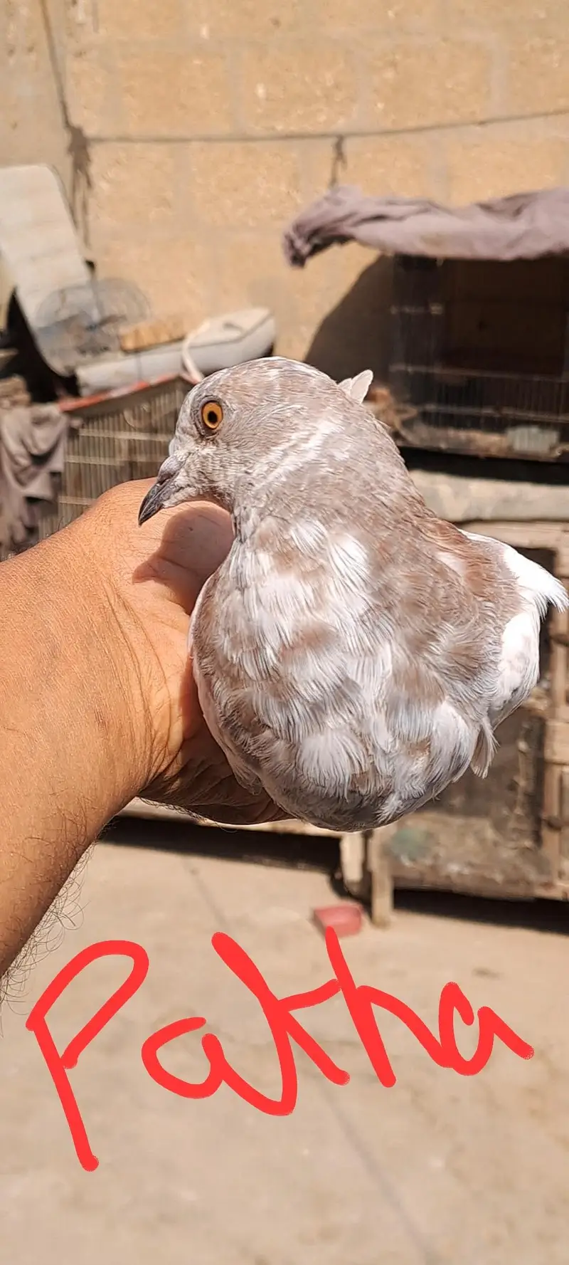 Wehshi  batera makko Indian zakh — photo 12