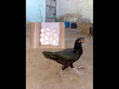 2 misri murghy 5 misri morghiya 0r 2 aseel morghiya available hai