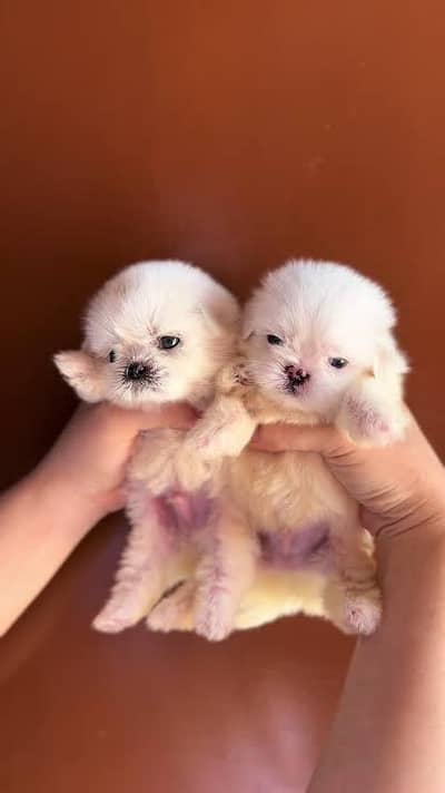 Shihtzu Male Puppies Age 25 Days