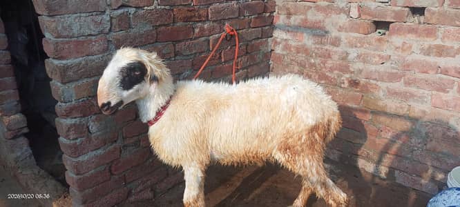 Sheep