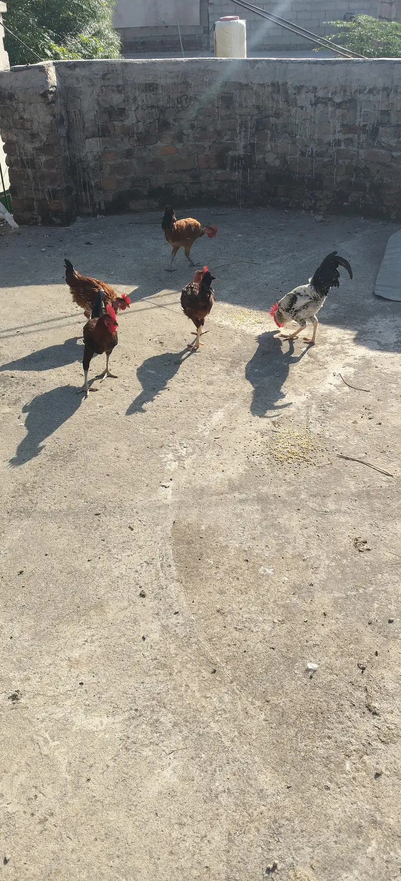 golden murgy for sale — photo 2
