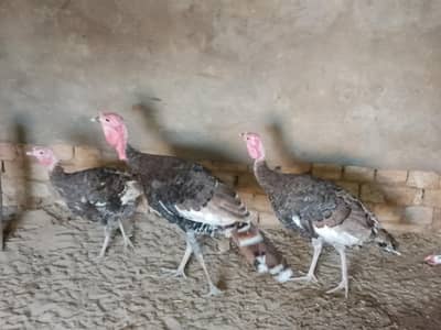 Black color Turkey ready to breed 1 males and 3 females
