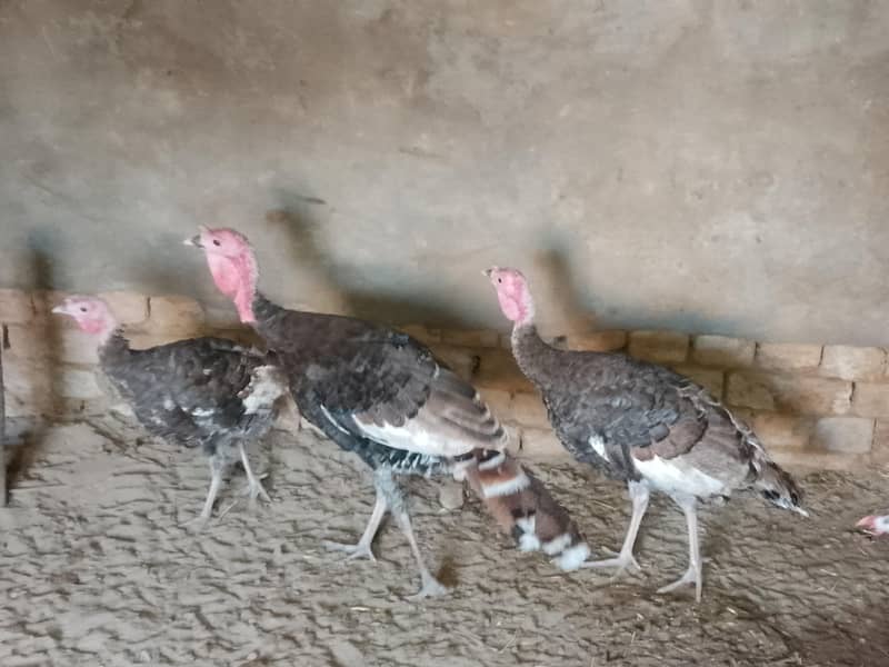 Black color Turkey ready to breed 2 males - Other Birds - 1117469827