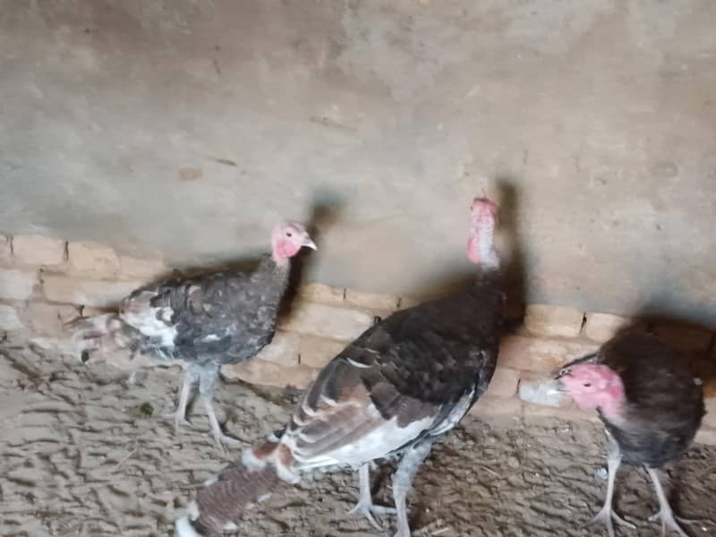 Black color Turkey ready to breed 2 males - Other Birds - 1117469827