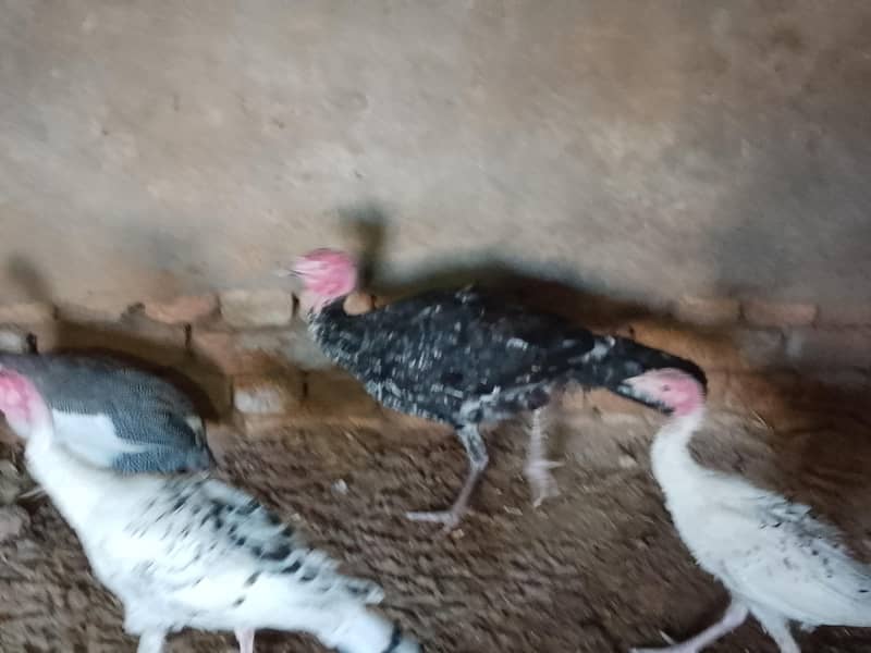 Black color Turkey ready to breed 2 males - Other Birds - 1117469827