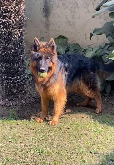 Long Coat German Shepherd for Stud Only