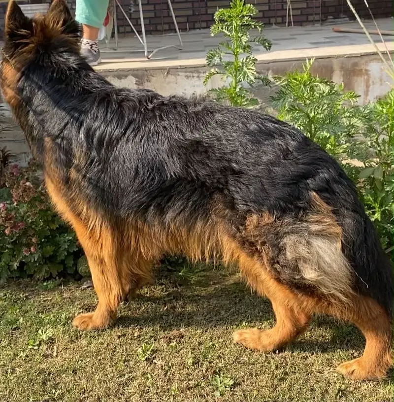 Long Coat German Shepherd for Stud Only — photo 2