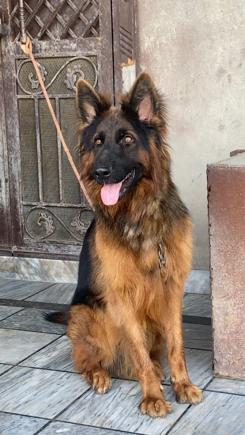 Long Coat German Shepherd for Stud Only — photo 3