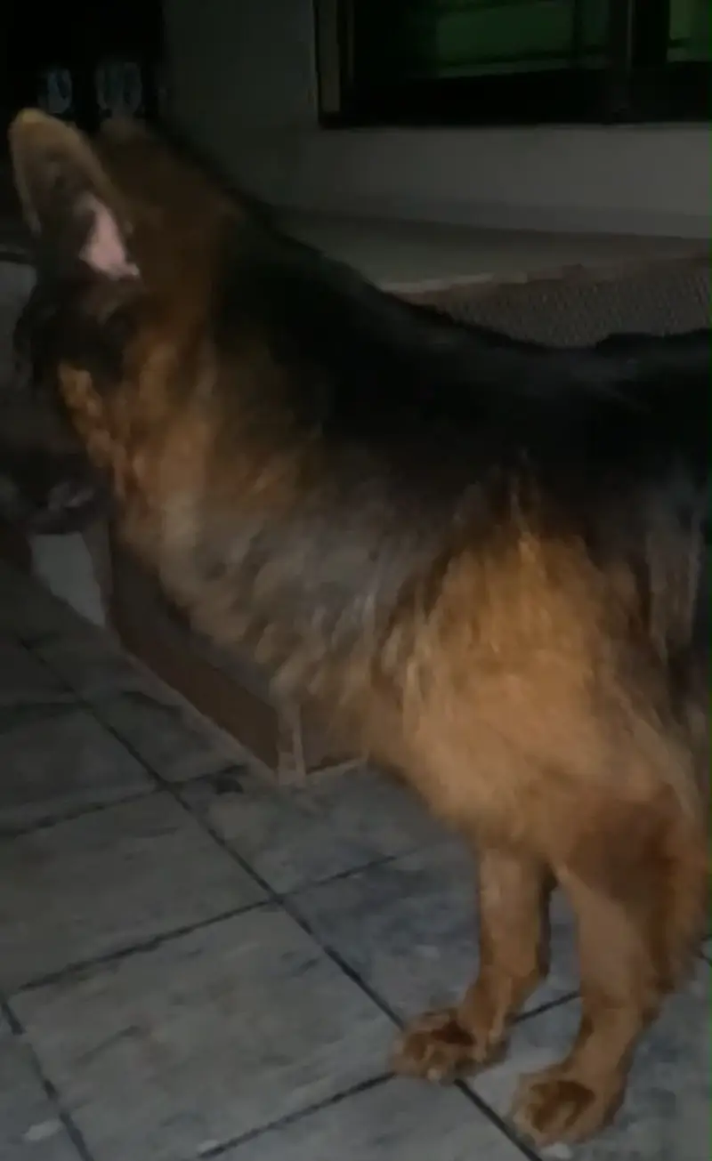 Long Coat German Shepherd for Stud Only — photo 4