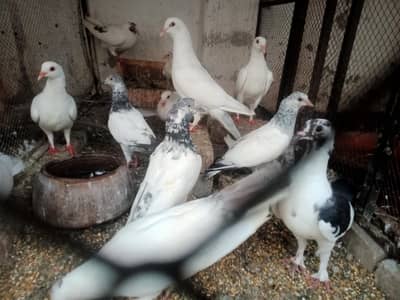 Aseel Quality Pigeon