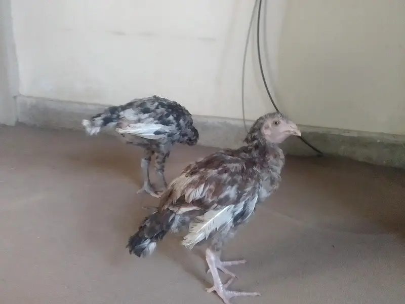 Burmese x mianwali — photo 2