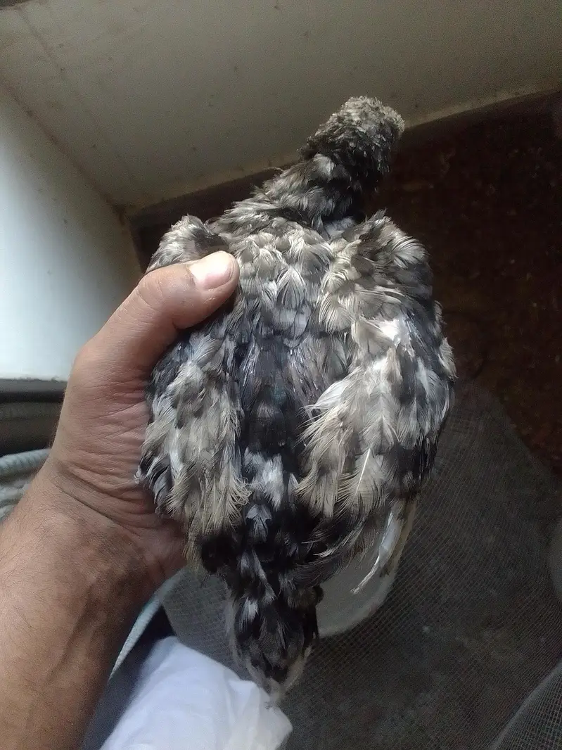 Burmese x mianwali — photo 7