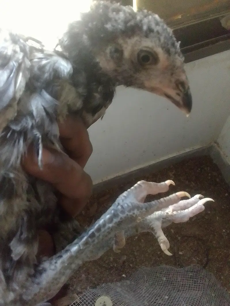 Burmese x mianwali — photo 10