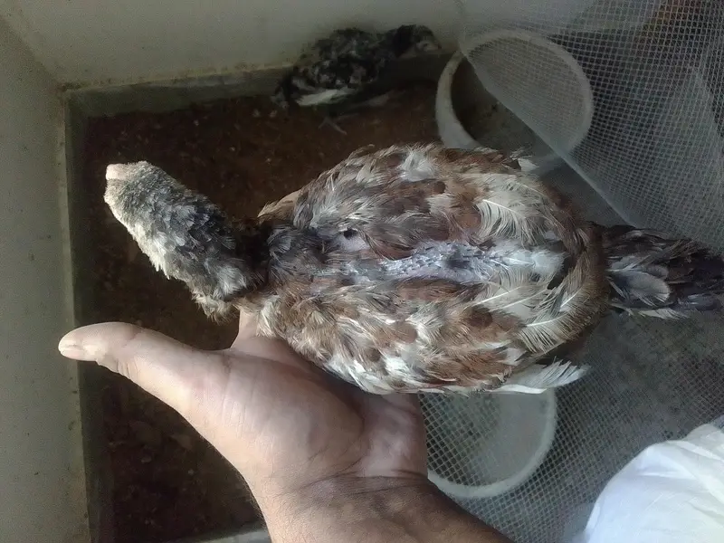 Burmese x mianwali — photo 12
