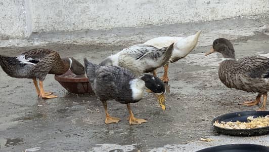 5 Ducks |
