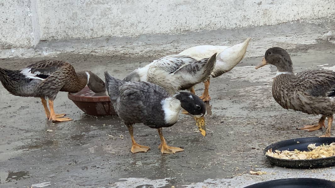 5 Ducks | 0