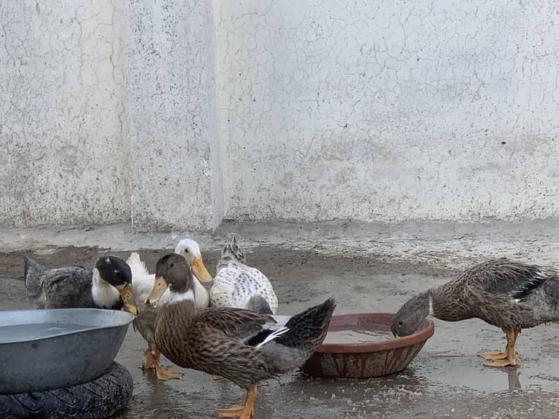 5 Ducks | 1