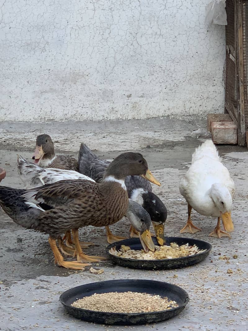 5 Ducks | 2
