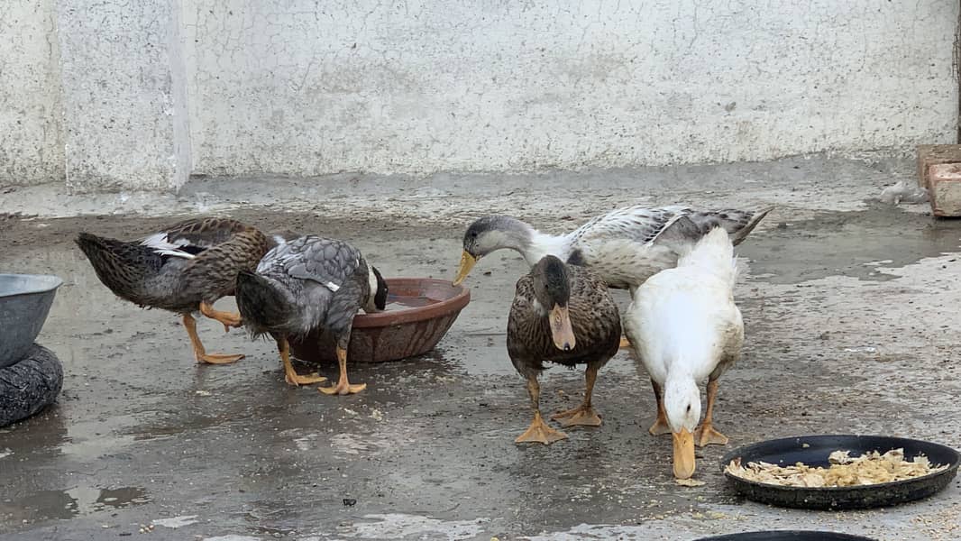 5 Ducks | 3