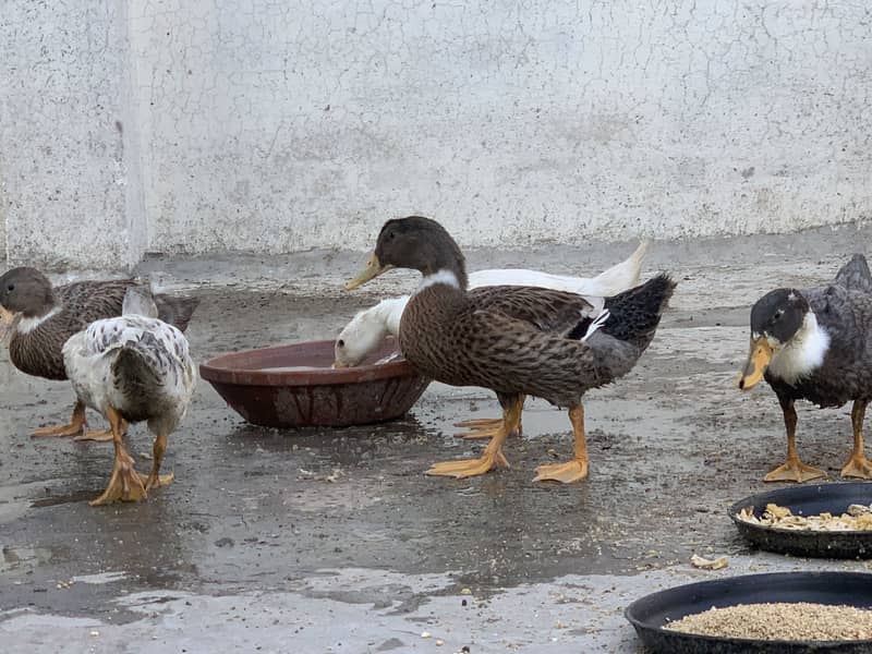 5 Ducks | 4