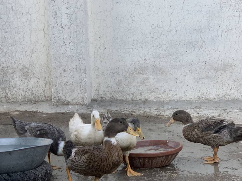 5 Ducks | 5