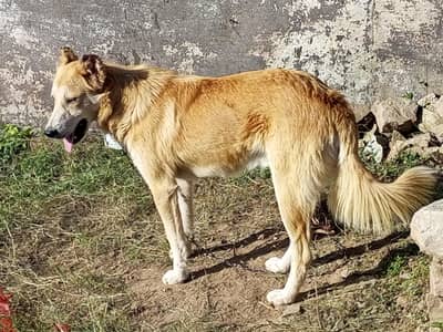 forsale nd exchang