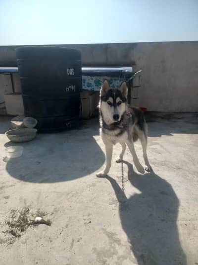 Purebred Siberian Husky for Sale  | Healthy & Active Male