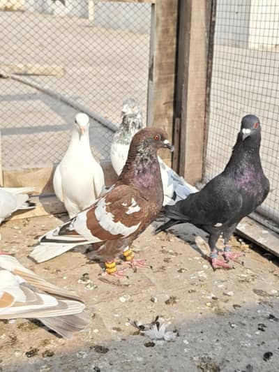 13 Pigeons