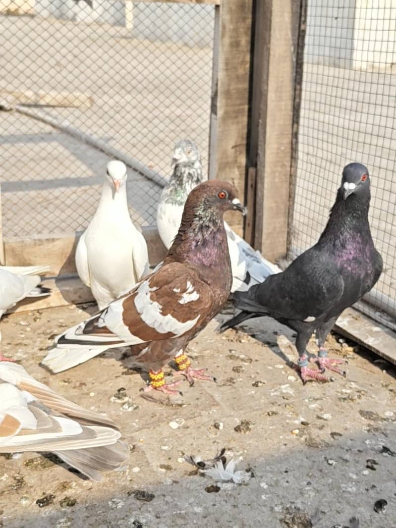 13 Pigeons 0