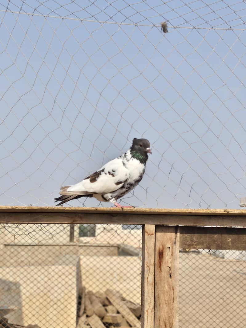 13 Pigeons 1