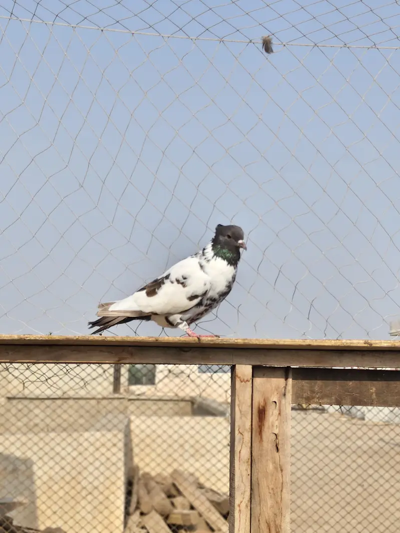 13 Pigeons — photo 2