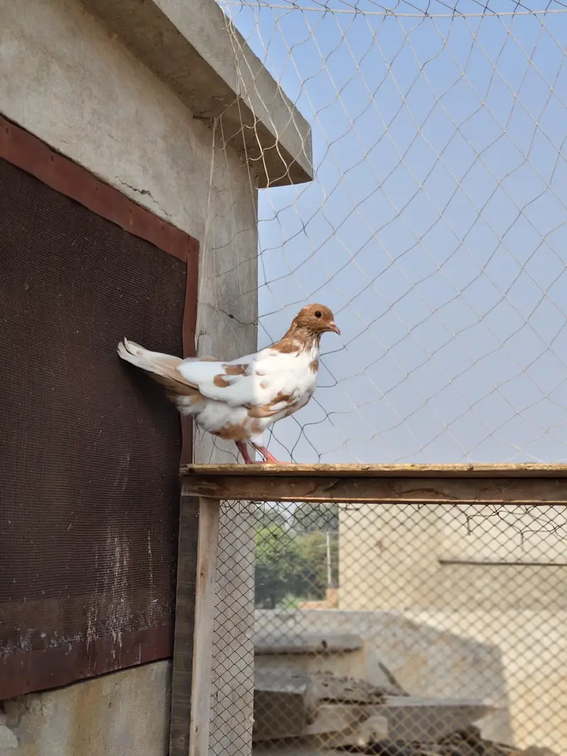 13 Pigeons — photo 3