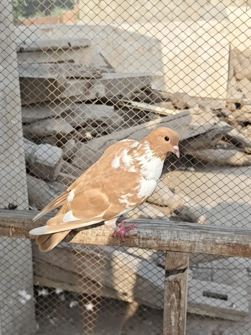 13 Pigeons — photo 4