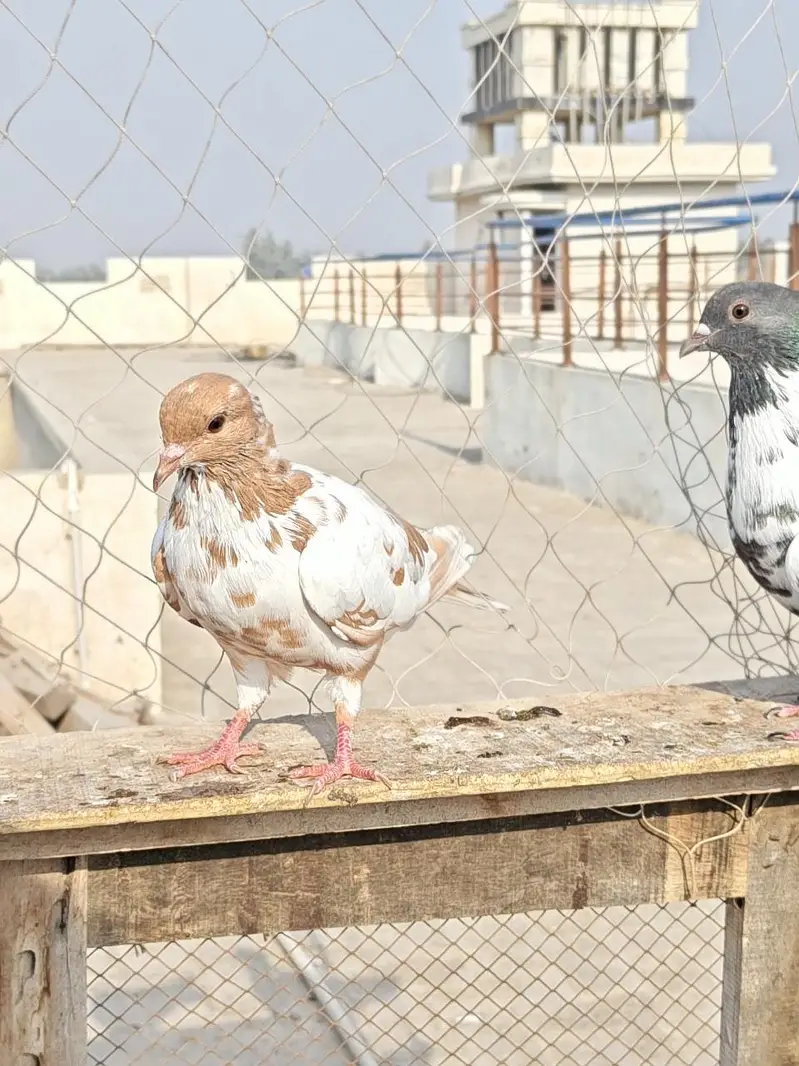 13 Pigeons — photo 5