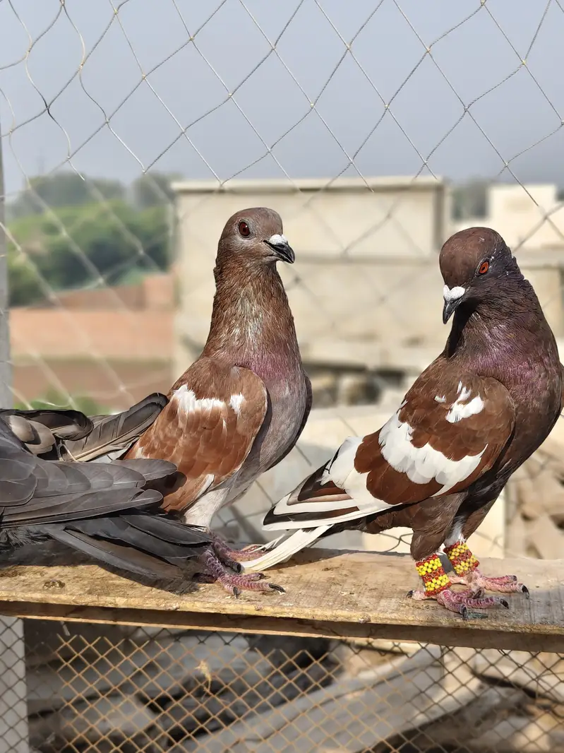 13 Pigeons — photo 6
