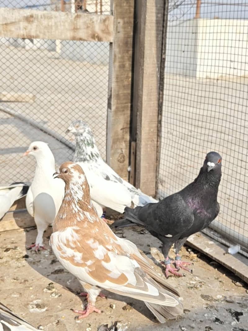 13 Pigeons 6