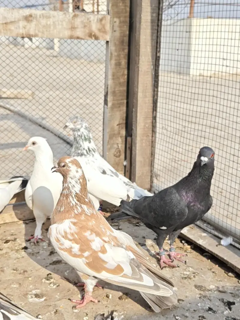 13 Pigeons — photo 7