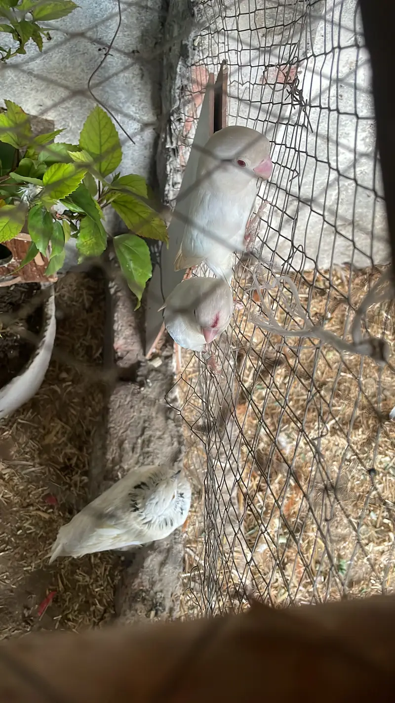 Albino love birds red eyes — photo 3