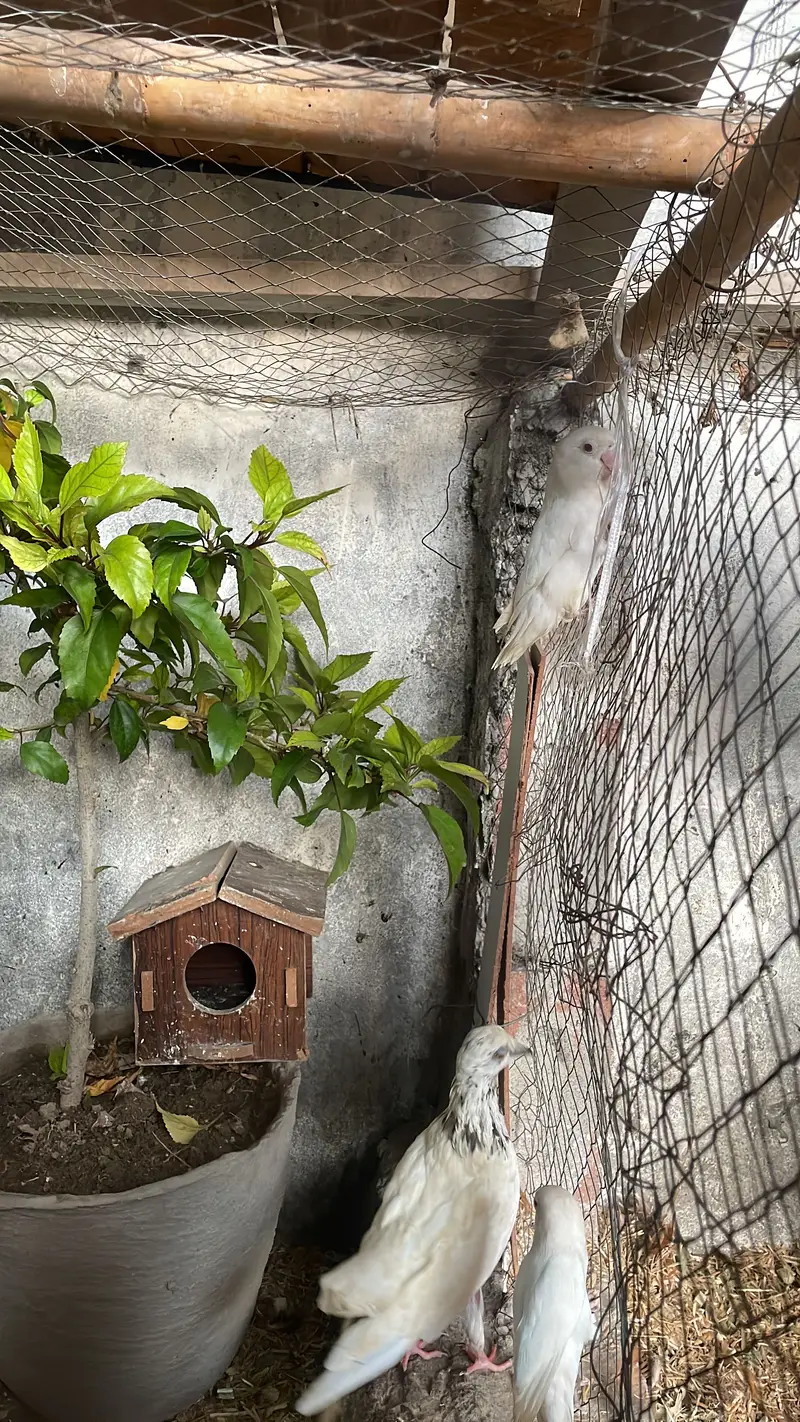 Albino love birds red eyes — photo 4