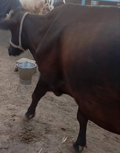 friesion sahiwal cross / jersi /sahiwal/local or imported cows , heife