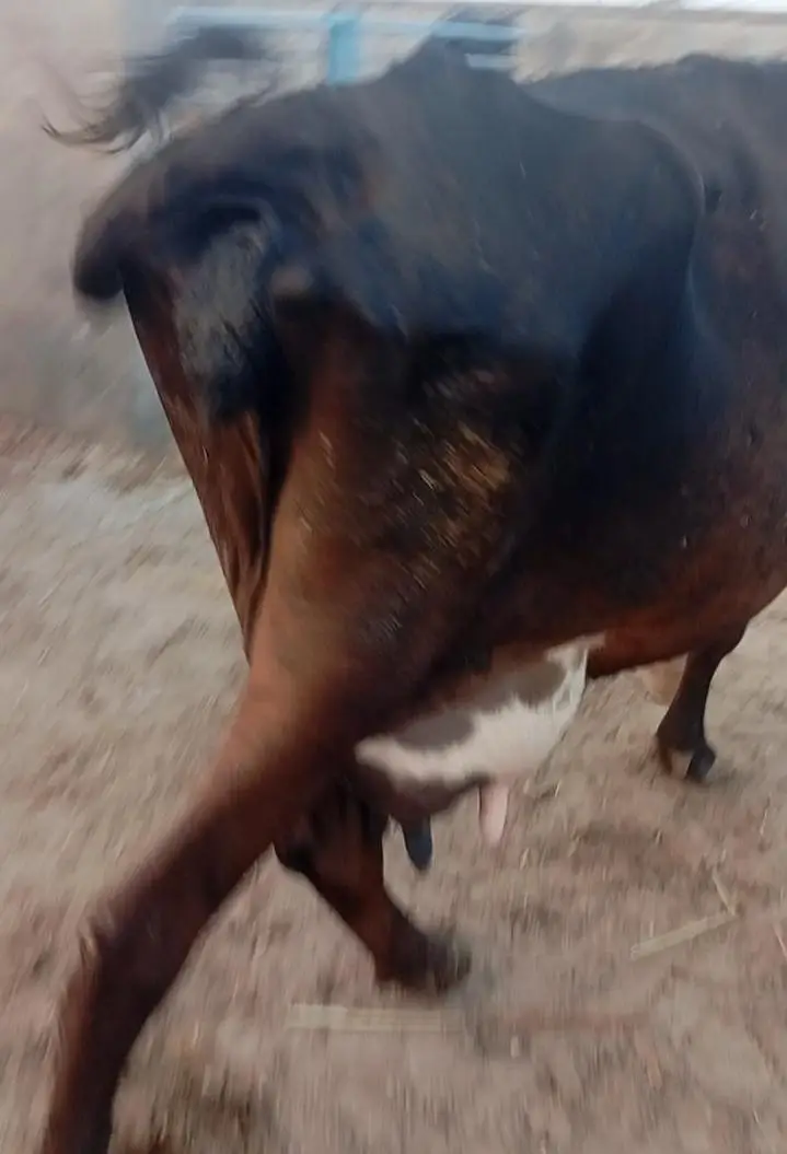 friesion sahiwal cross / jersi /sahiwal/local or imported cows , heife — photo 2