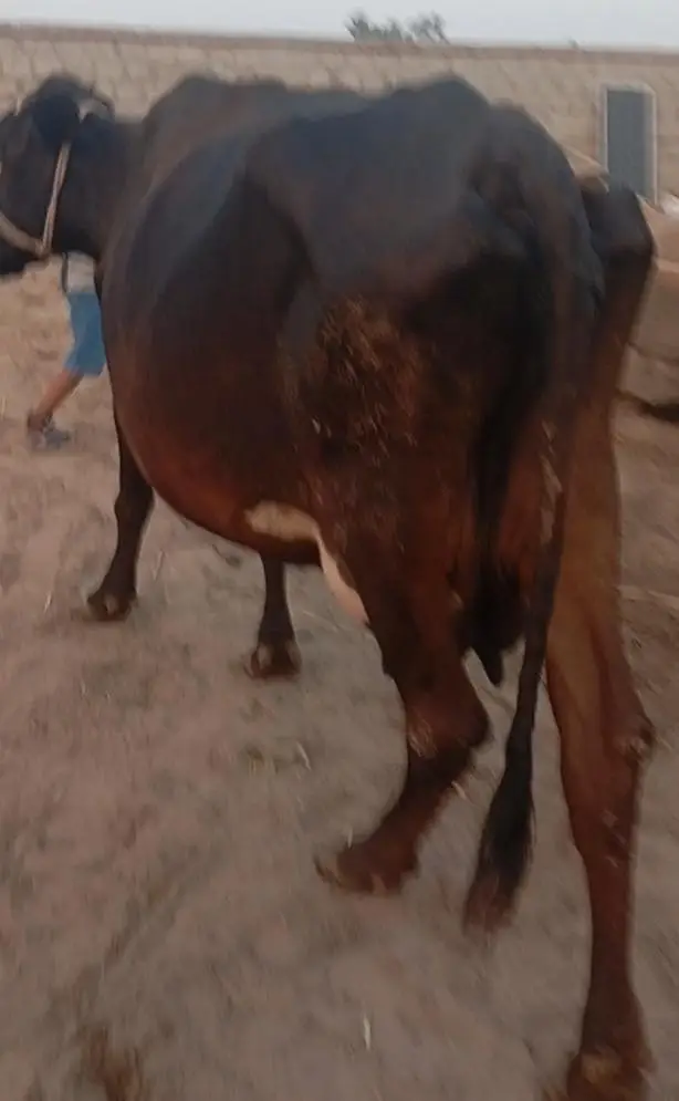 friesion sahiwal cross / jersi /sahiwal/local or imported cows , heife — photo 3