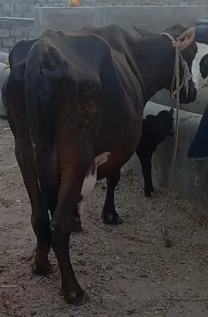 friesion sahiwal cross / jersi /sahiwal/local or imported cows , heife — photo 4