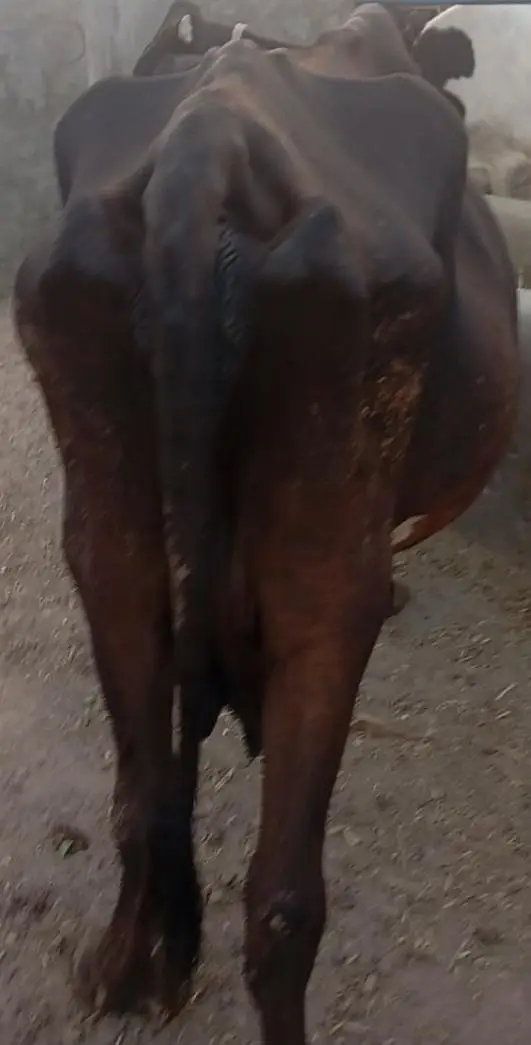 friesion sahiwal cross / jersi /sahiwal/local or imported cows , heife — photo 5