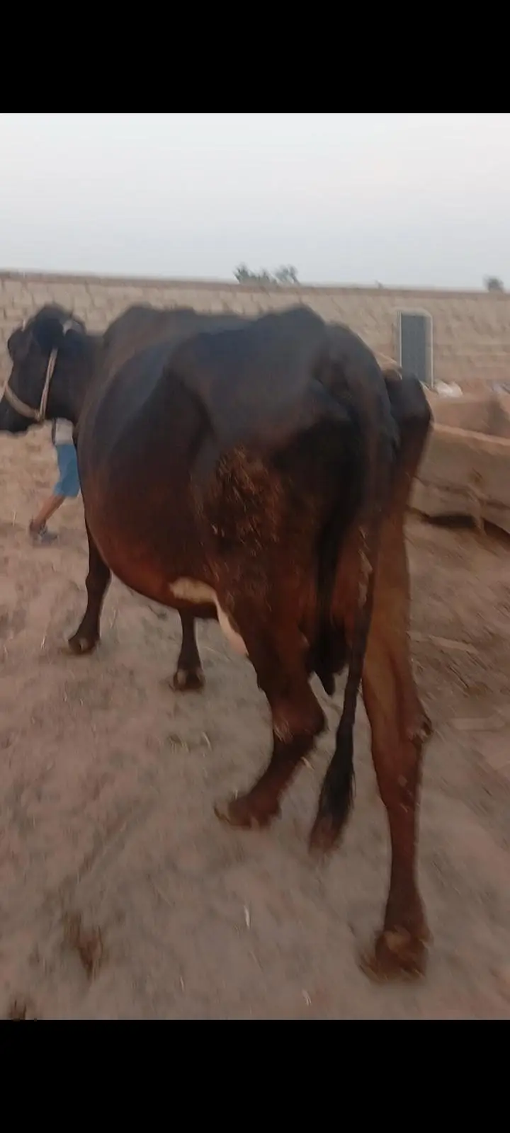 friesion sahiwal cross / jersi /sahiwal/local or imported cows , heife — photo 6